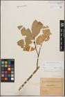 Foto von Salix caprea L.